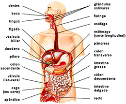 Corpo Humano